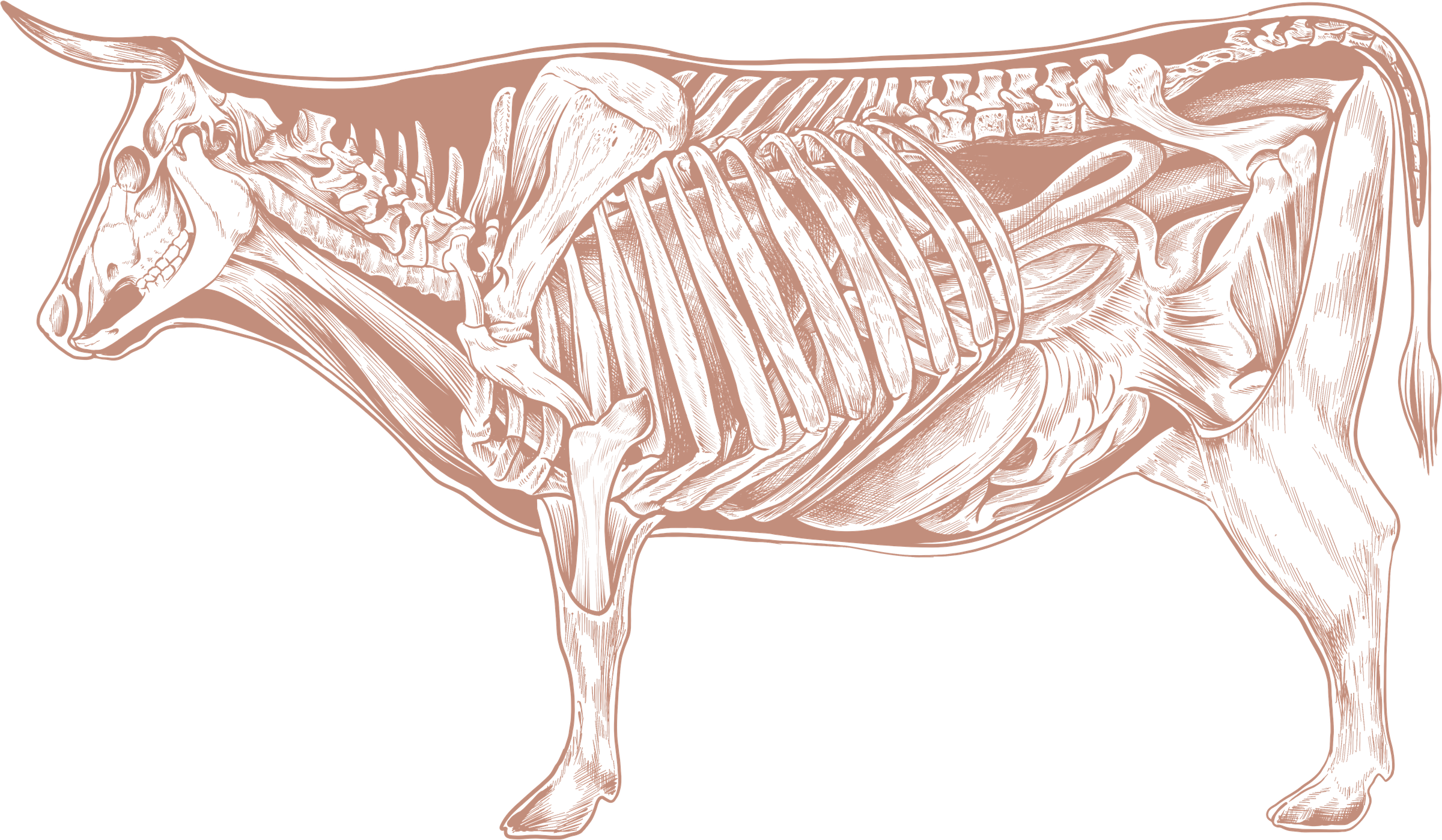 HERENCIA INMUNE